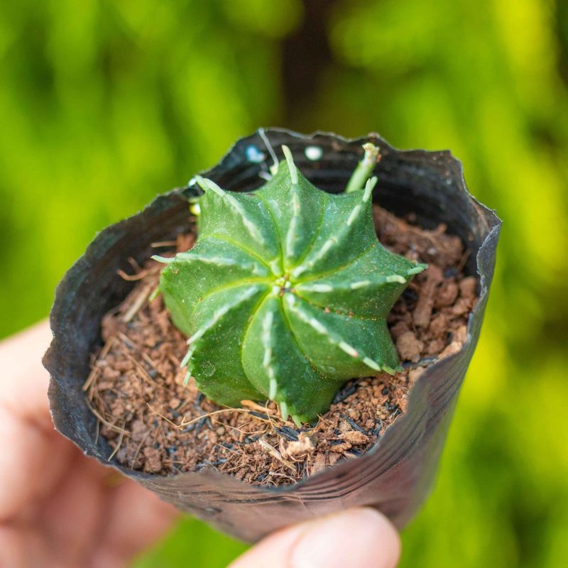 Mủ đục giống mới 3-5cm (bịch nhựa)