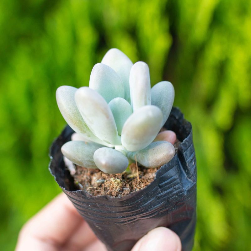 Sen đá sỏi trắng (Bịch nhựa/chậu nhựa)