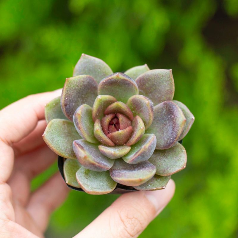 Sen đá nâu 5-7cm (bịch nhựa)