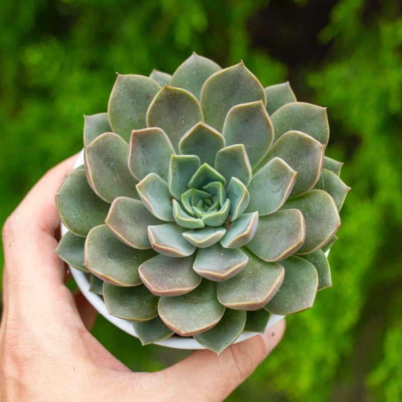 Sen đá hoa hồng nâu 9-11cm (Chậu nhựa)