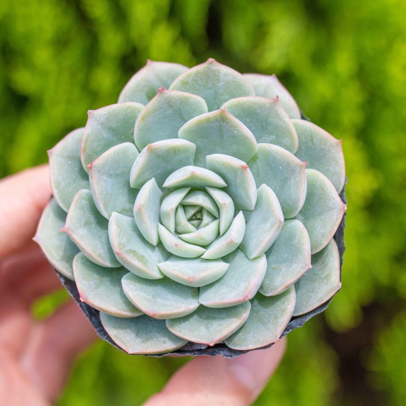 Sen đá liên đài trắng 3-5cm (bịch nhựa)