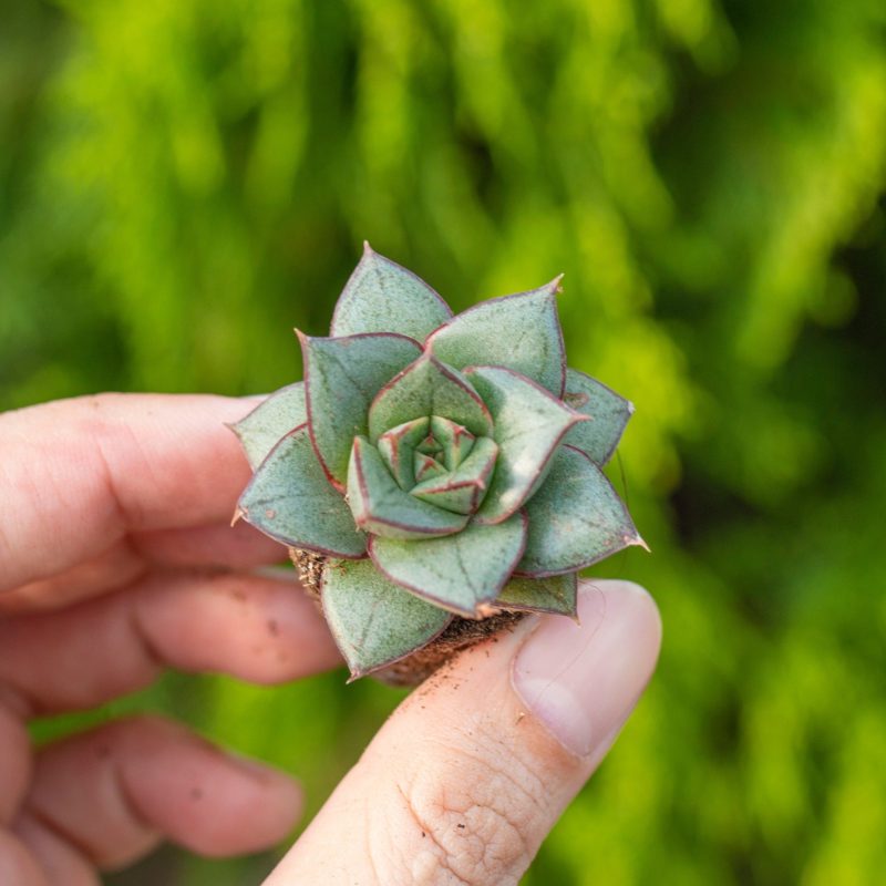 Sen đá hoa hồng đen -  2-3cm (không chậu)