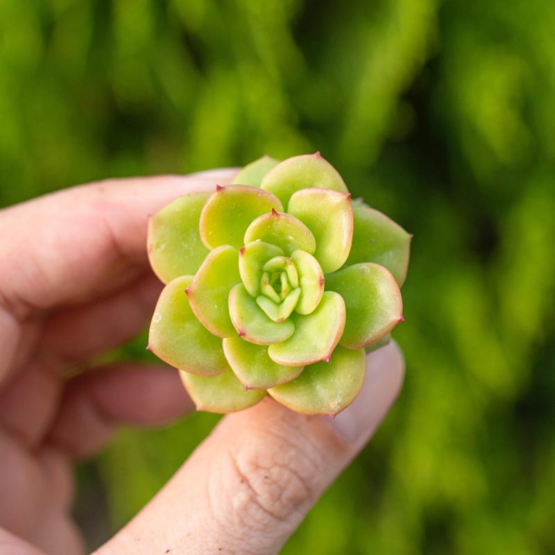 Sen đá nuda -  2-3cm (không chậu)