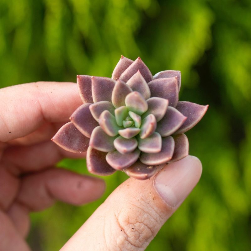 Sen đá mặt trăng -  2-3cm (không chậu)