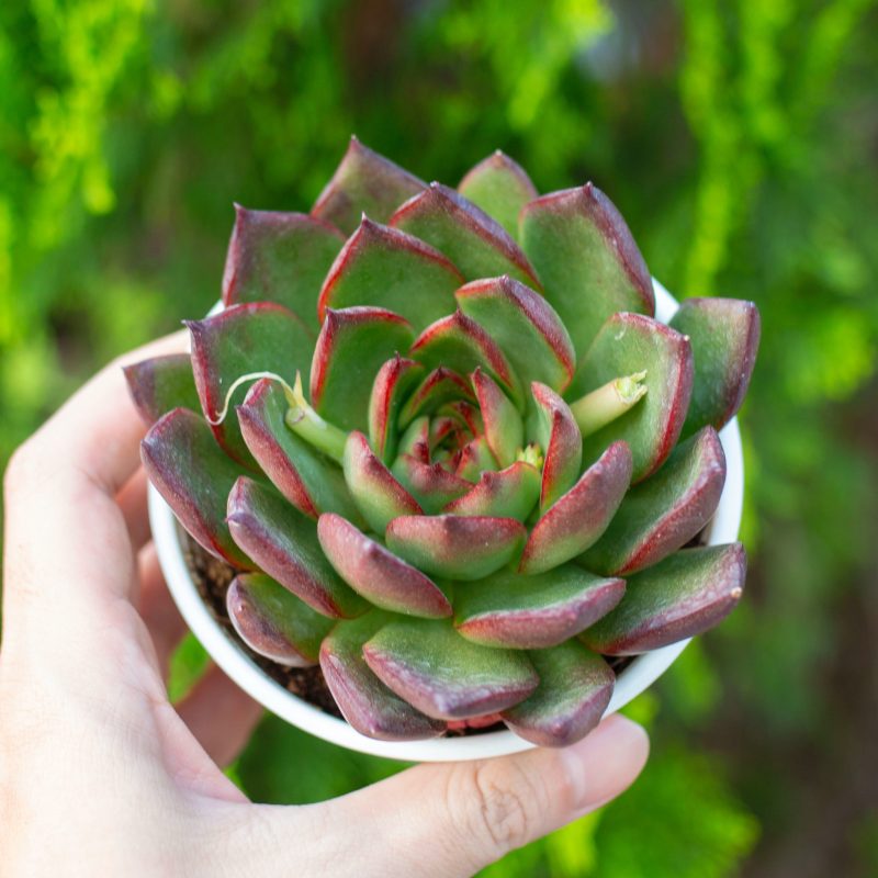 Sen đá viền lửa 9-11cm (chậu nhựa)