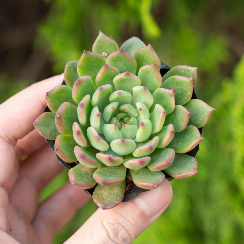Sen đá bánh bao xanh 5-7cm (bịch nhựa)