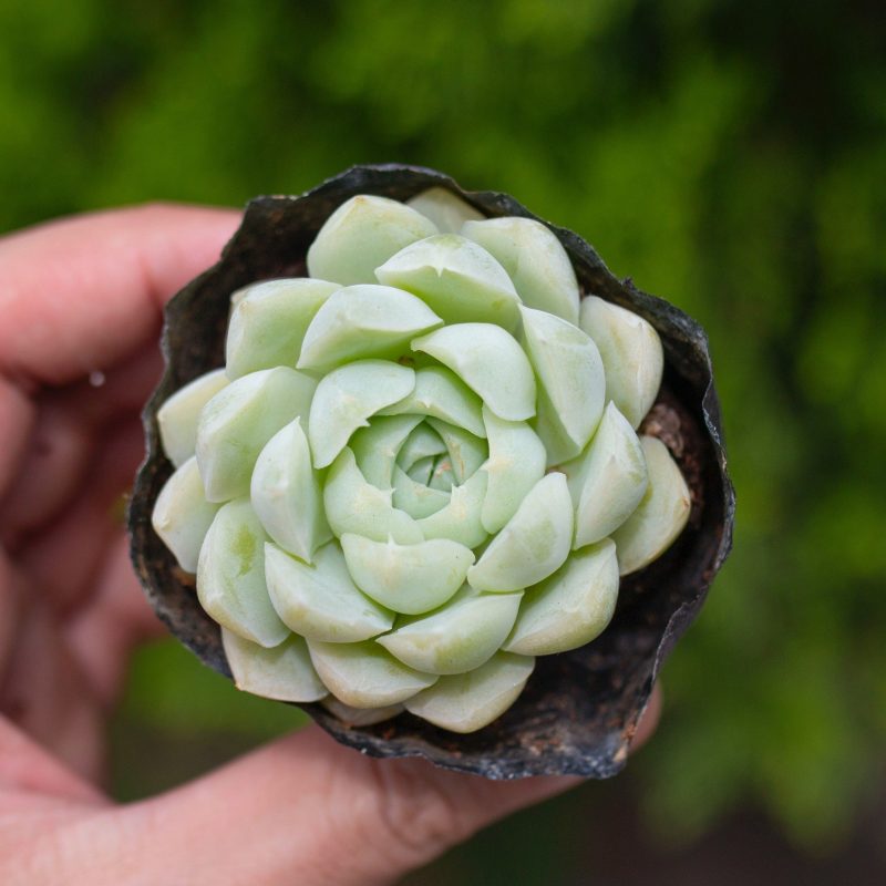 Sen bánh bông lan 5-7cm (bịch nhựa)