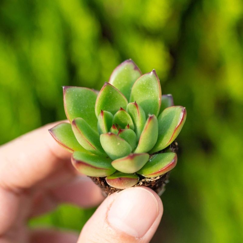 Sen đá viền lửa -  2-3cm (không chậu)
