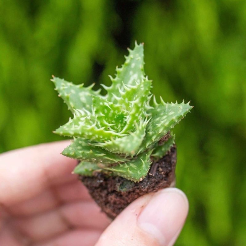 Sen đá hàm cá mập -  2-3cm (không chậu)