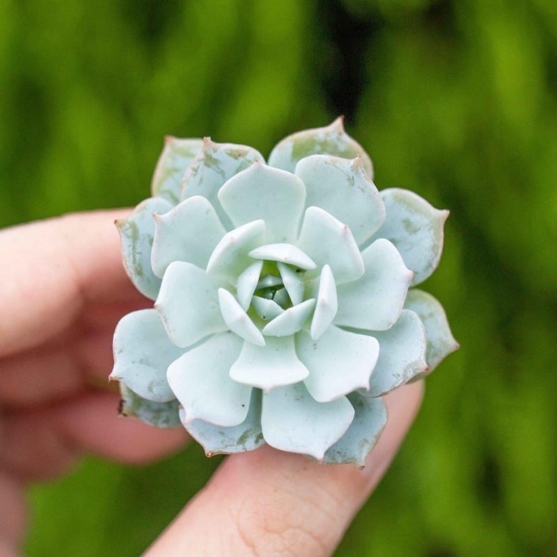 Sen đá ngọc trinh -  2-3cm (không chậu)