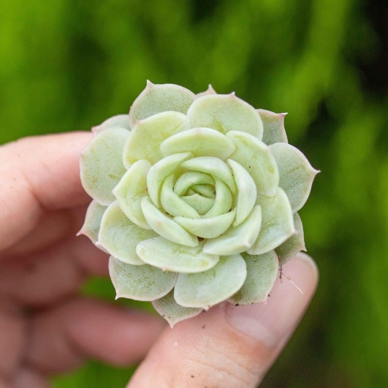 Sen đá ngọc bích -  2-3cm (không chậu)