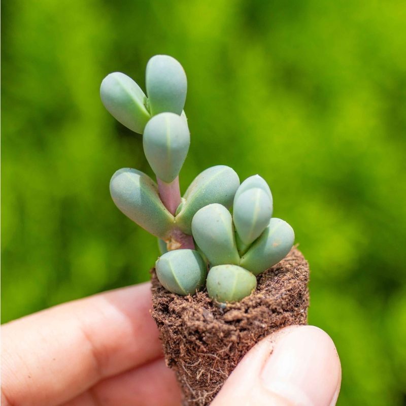 Sen đá lá tim -  2-3cm (không chậu)