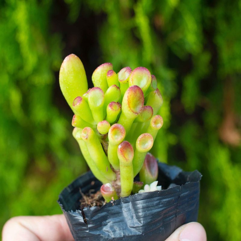 Sen đá ống điếu (bịch nhựa)