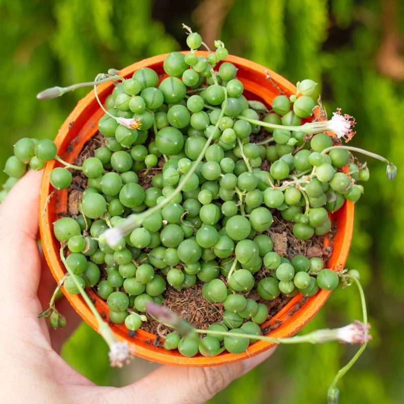 Sen đá giọt nước tròn chậu nhựa treo 9-11cm