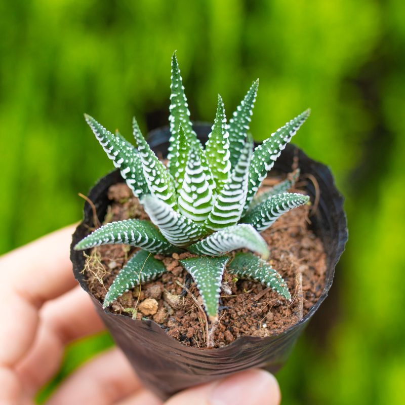 Sen đá móng rồng 5-7cm (bịch nhựa)