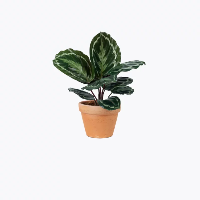 Sample plant 10