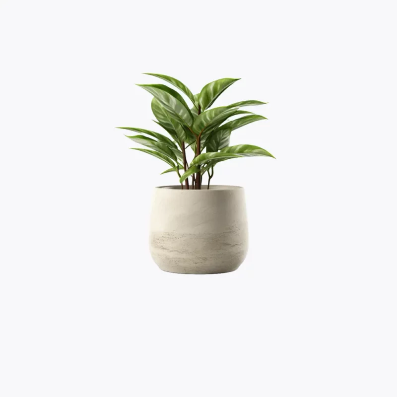 Sample plant 11