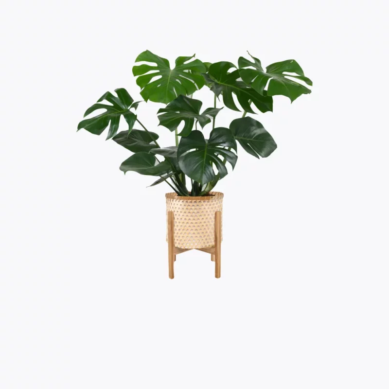 Sample plant 3