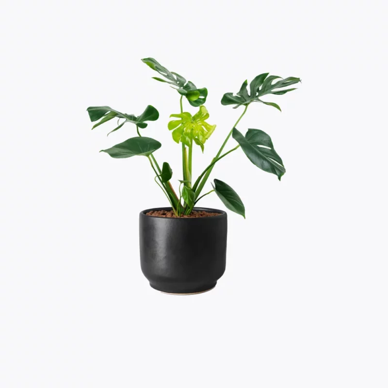 Sample plant 5