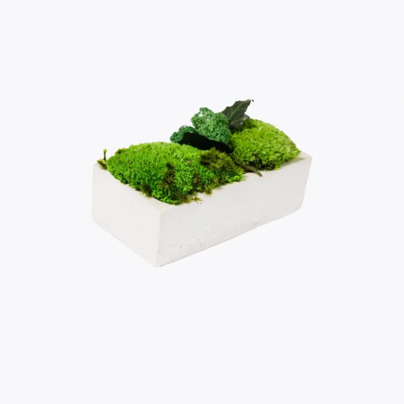 Sample plant 6