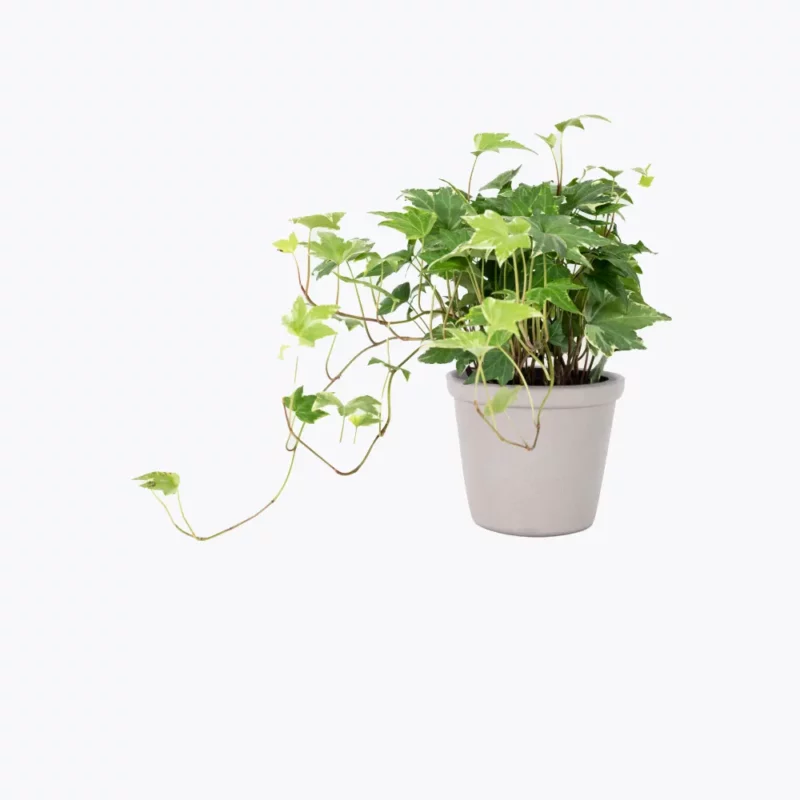 Sample plant 7