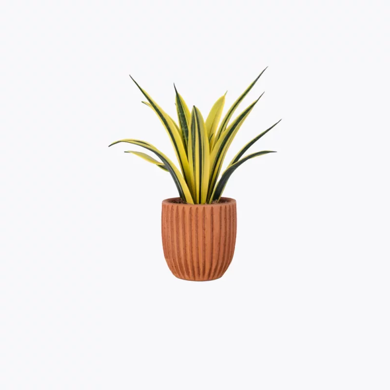 Sample plant 12