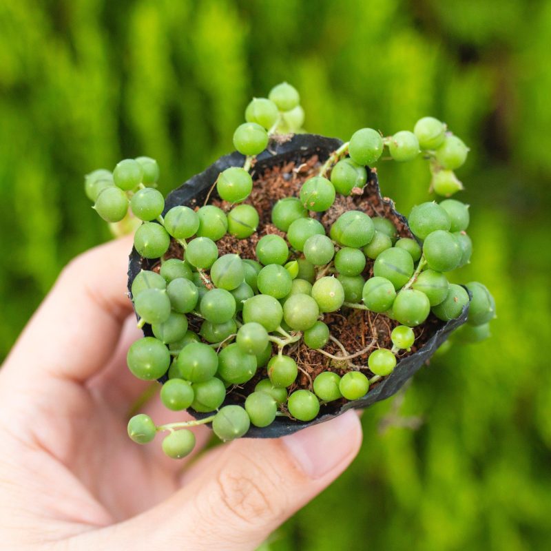 Sen giọt nước tròn (bịch nhựa/chậu nhựa)