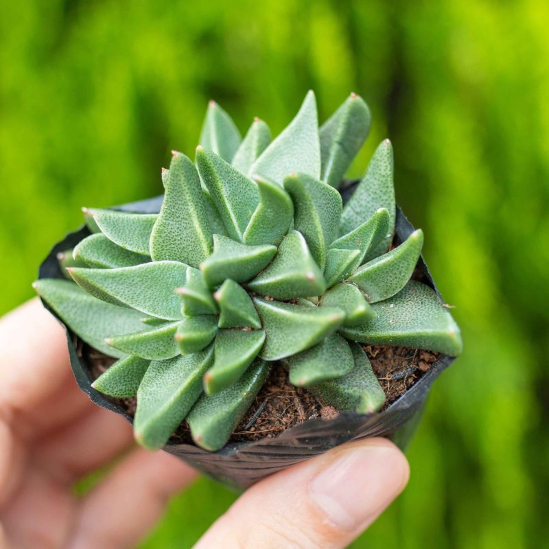 Sen đá cỏ ngọc giống mới 5-7cm (bịch nhựa)