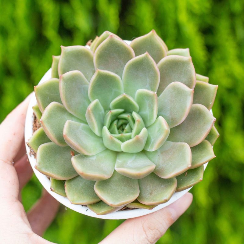 Sen đá kim lam 9-11cm (Chậu nhựa)