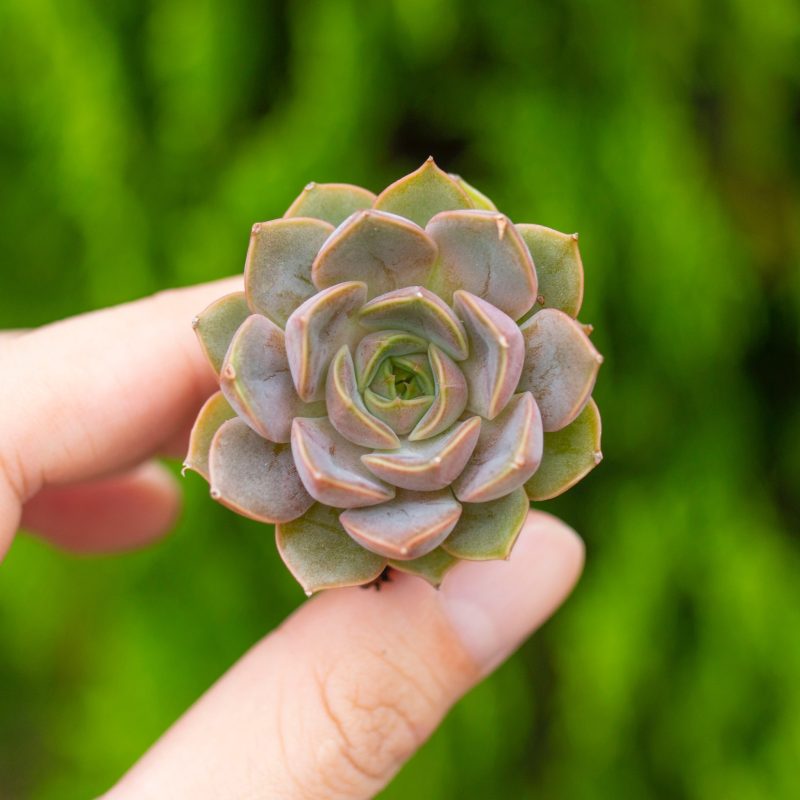 Sen đá hoa hồng nâu -  2-3cm (không chậu)