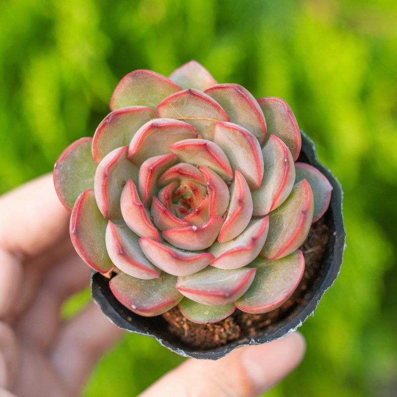 Sen đá viền cam 5-7cm (bịch nhựa)