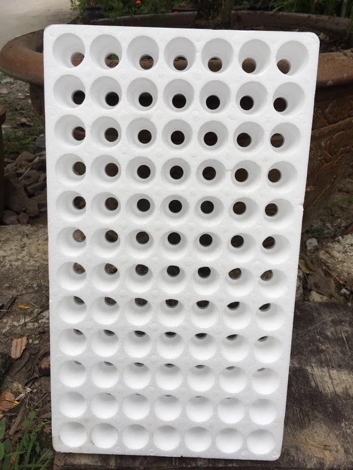 Vỉ Xốp Ươm Sen Đá 84 Lỗ